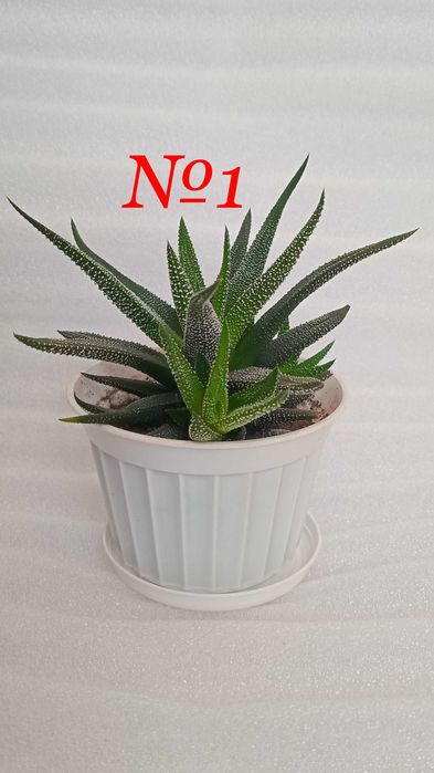 Хавортия в горшоче с поддоном и стаканчиках.