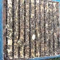 Matki pszczele unasiennione Nieska, Alpejka, Primorski VSH,  2024