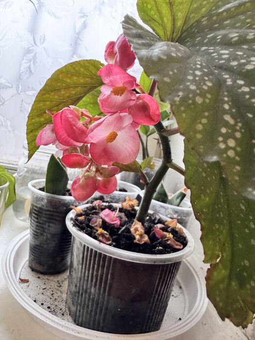 Бегонія кімнатна рослина