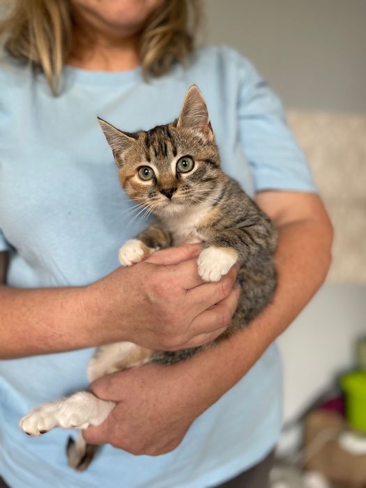 Котята котики отдам котенок девочка