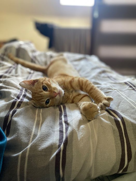 Kot , rudy kotek do ciepłego domu