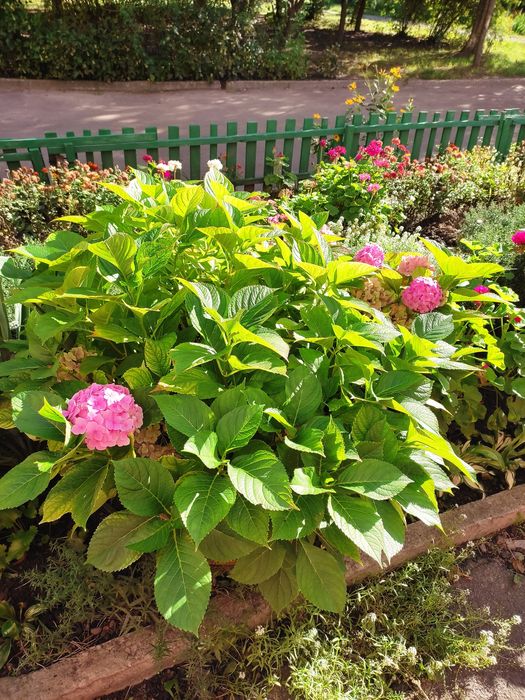 Гортензія дуже красива