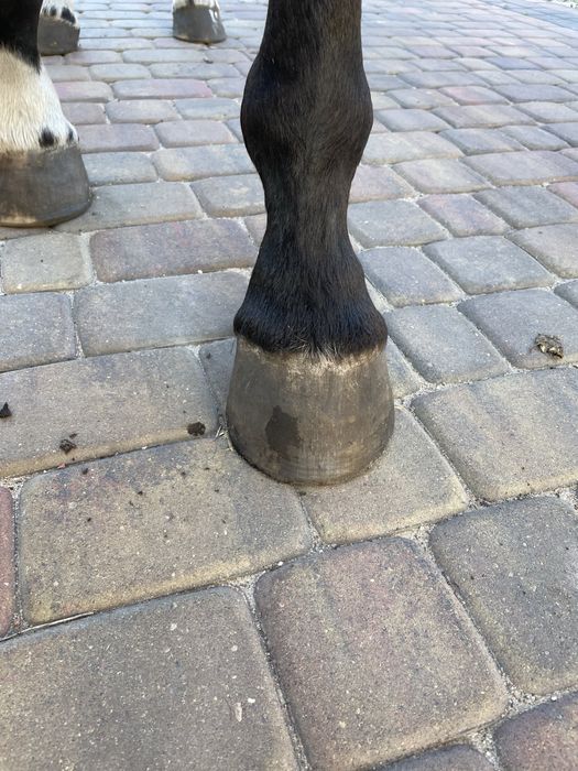 Ogierek w trzecim roku