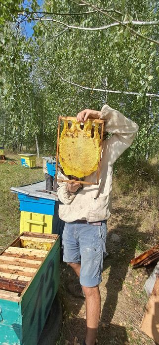 Мед 100%натуральний 100%корисний!!!