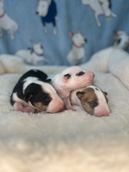 Bullterrier miniaturowy, bulterier miniaturowy