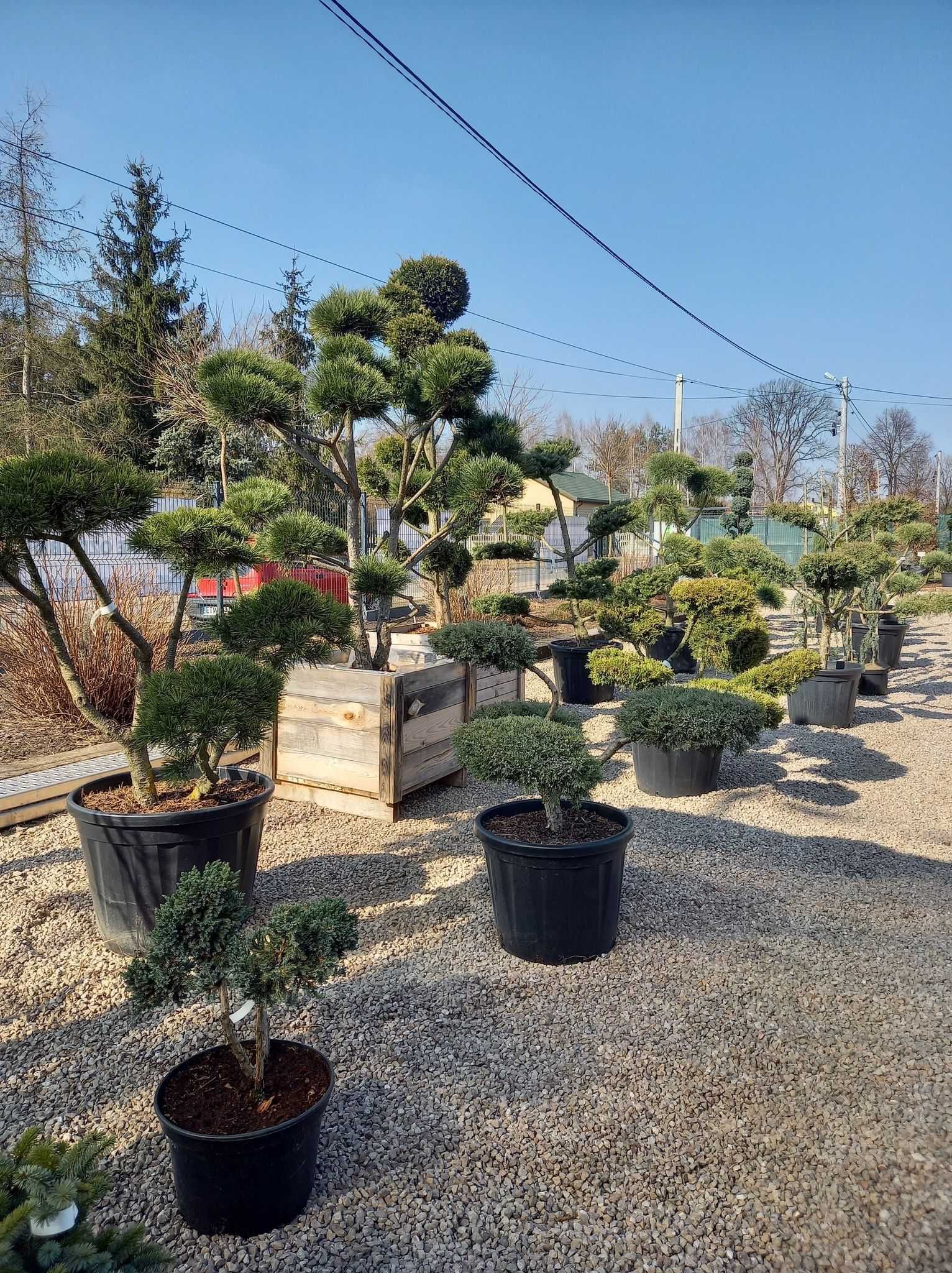 Bonzai Niwaki Bonsai Rośliny formowane Jałowiec Sosna Jodła Cyprys !!!