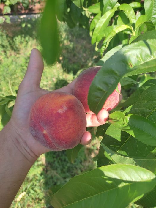 Саженцы персика  годичные