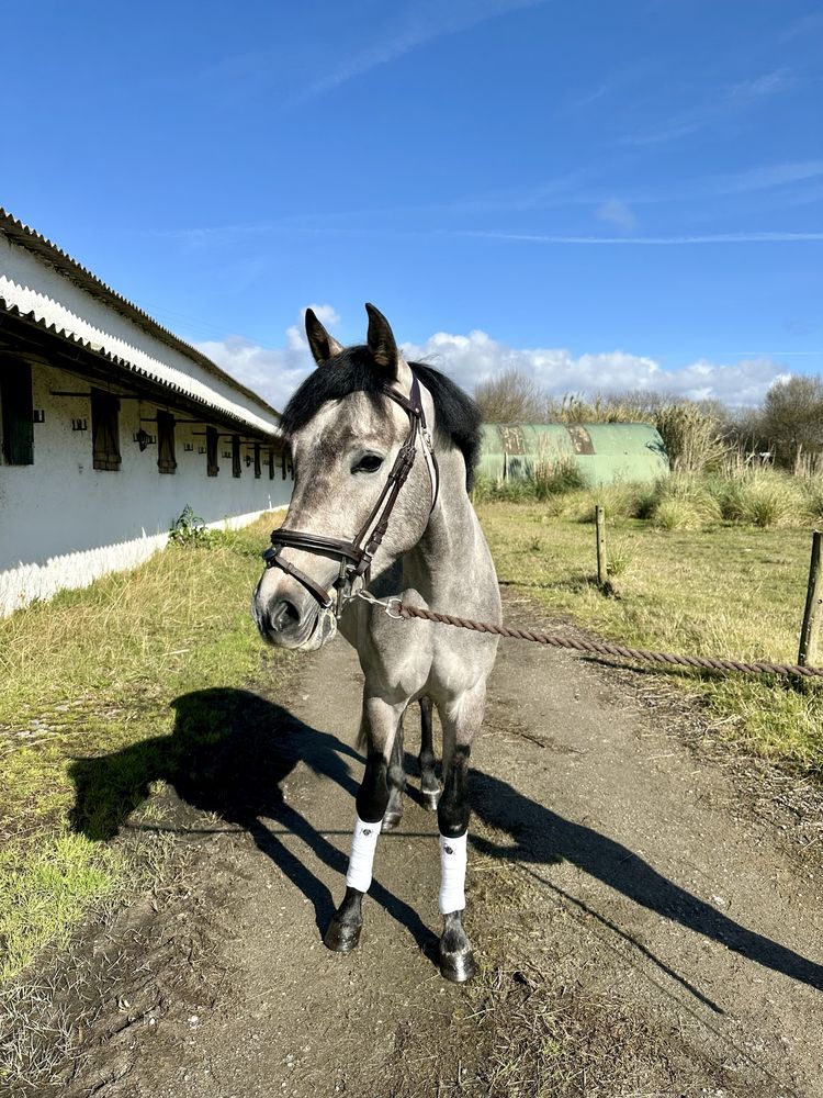 Cavalo luso x arabe 3 anos