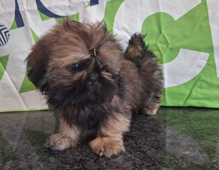 Shih Tzu urocza sunia