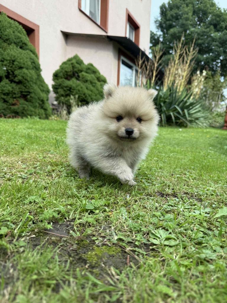 Szpic miniaturowy pomeranian z Rodowodem