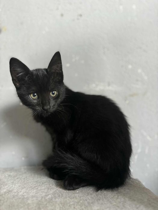 Kociaki szukaja domu