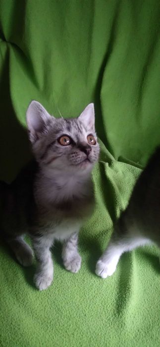 3 mieś kociaki szukają domu