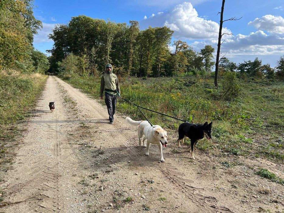 Sunia w typie labradora szuka domu na zawsze!