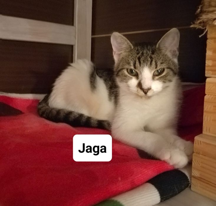 Siostry Busz, Jaga i Gaja