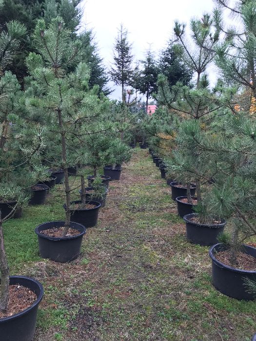 Sosna Czarna 'Pinus Nigra' wys ok. 180-200cm