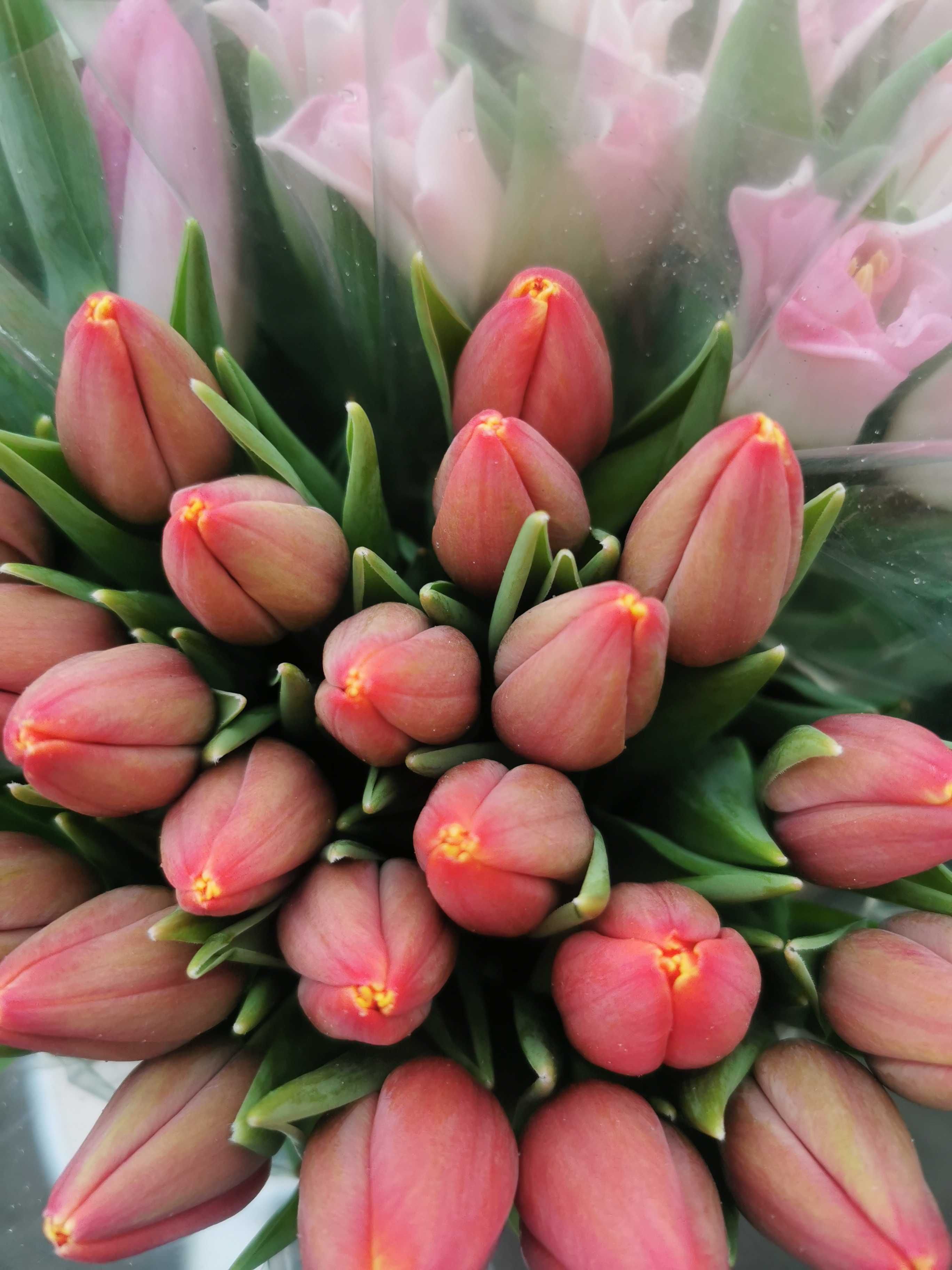 "HIGHEST QUALITY OF FLOWERS"-najwyższa jakość tulipanów-zapraszamy