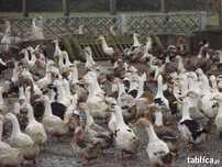Kaczki Pekin, Mulard, Dworka , Gęsi Kołudzkie i Kolorowe, Perliki