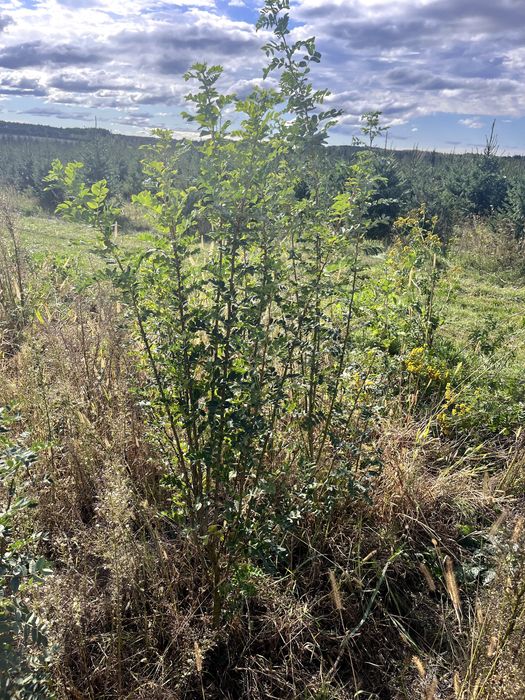 Karagana Syberyjska (Caragana arborescens) 150 cm