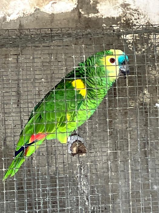 2 amazonas Aestiva e 2 fêmeas Ecletus