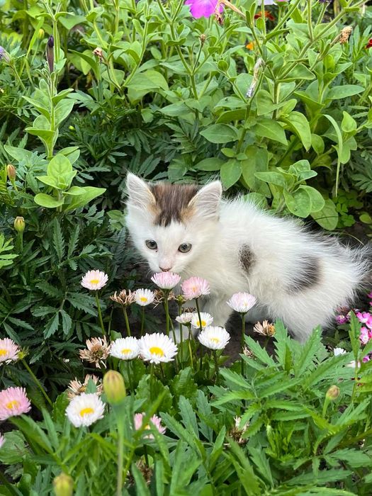 Чотири коти з унікальним характером шукають дім