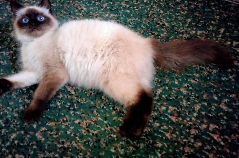 Невская Маскарадная пристраиваю в надёжные руки