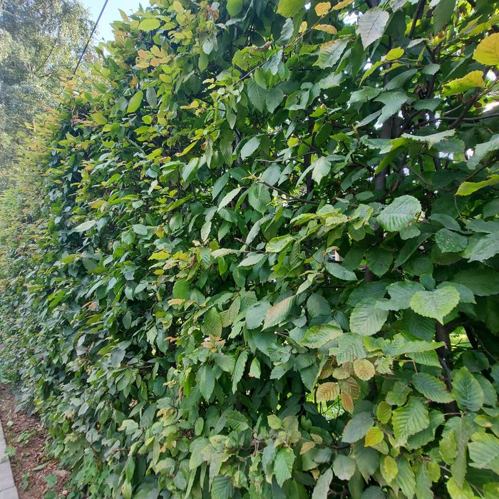 Grab pospolity Gotowe  Sadzonki na Żywopłot 100-150cm SZKÓŁKOWANY