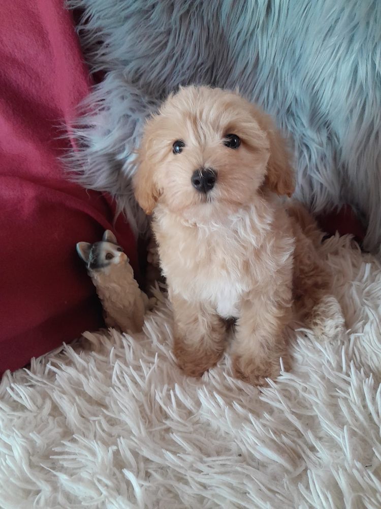 Maltipoo piesek mama maltańczyk tata pudel toy red