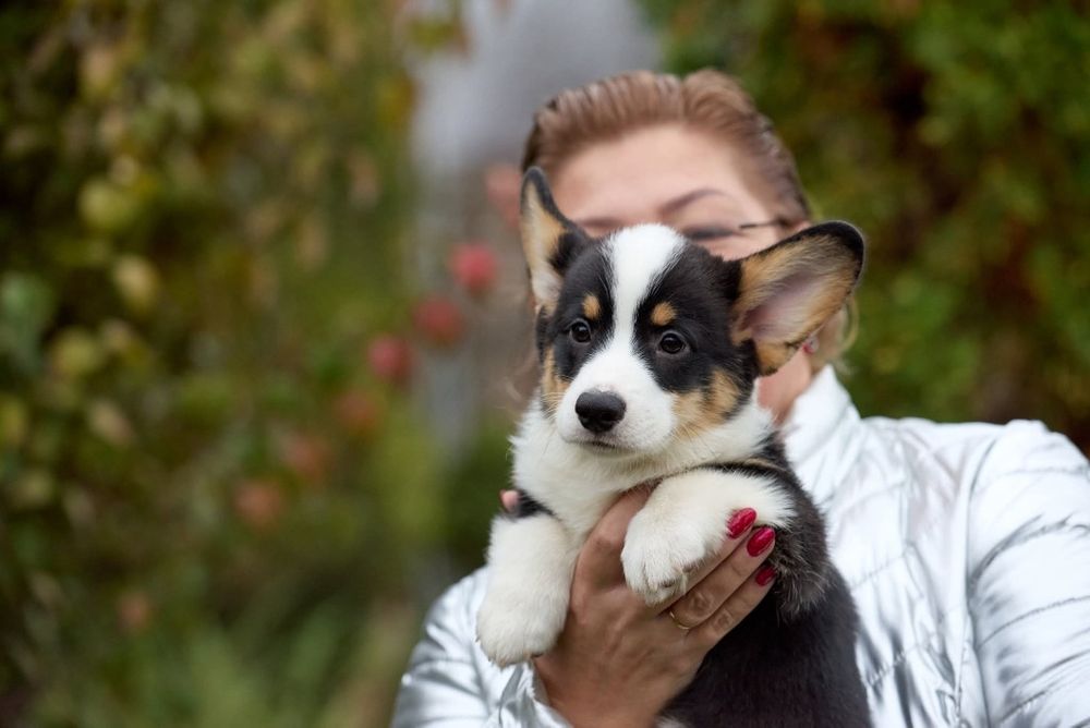 Хлопчик коргі  КСУ