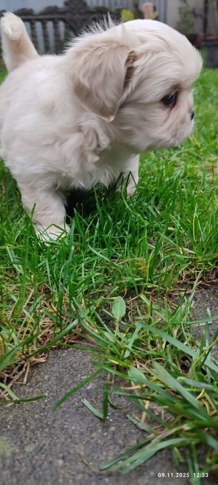 Продам собачки королівського пекінеса