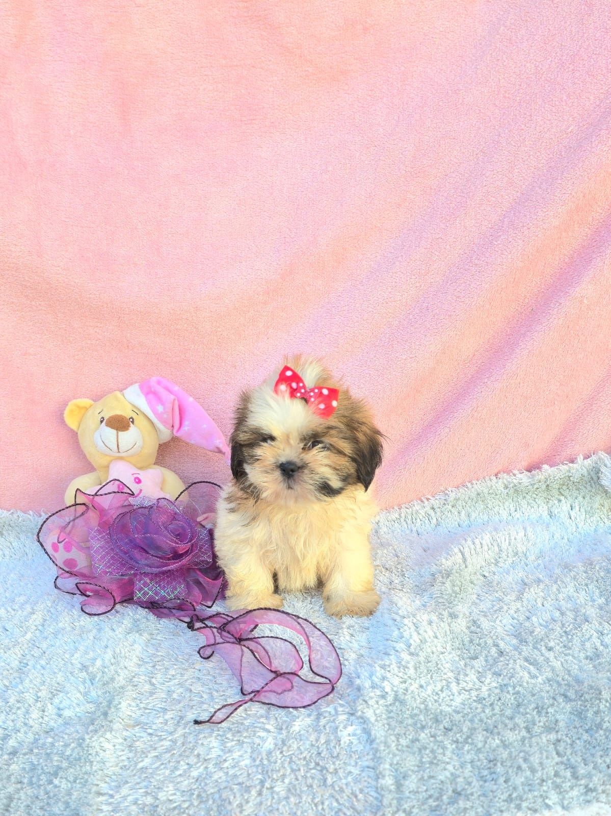 Shih-tzus excelente exemplar