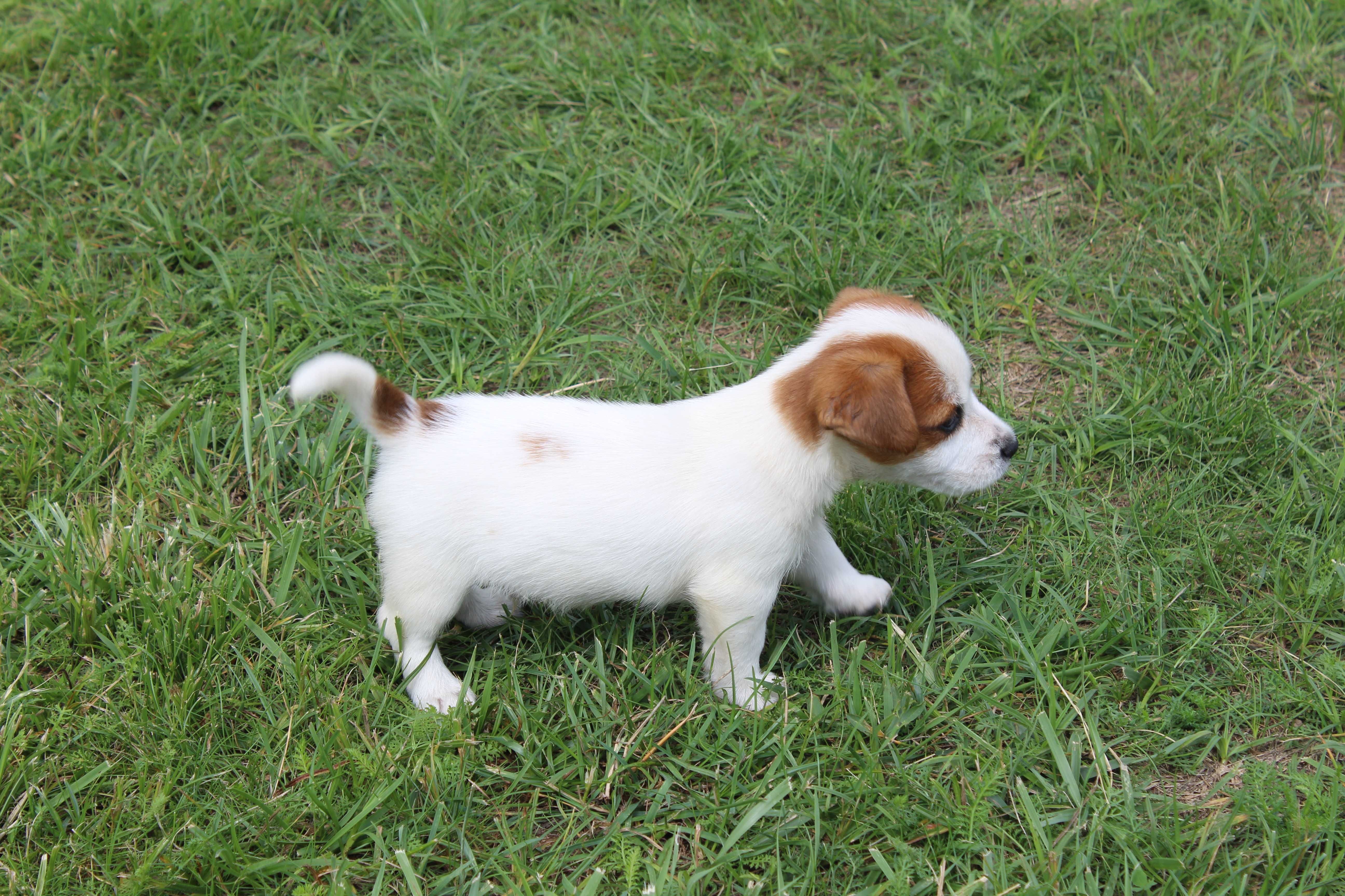 szczeniak Jack Russell Terrier pochodzenie ZKWP FCI