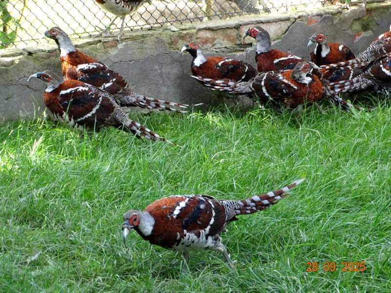 Sprzedam Bażanty Elioty (Bażant) z 2025r. - Samce i Samice Wysyłam