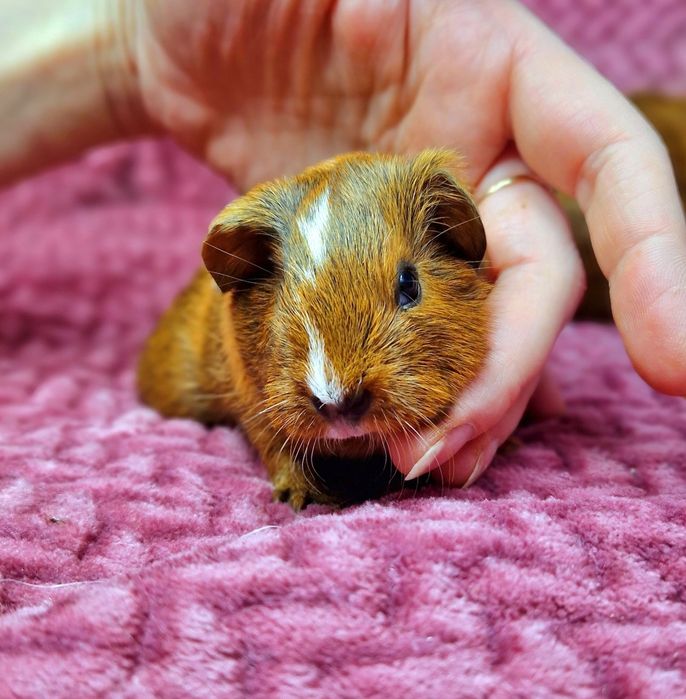 Морская свинка вислоухая американская