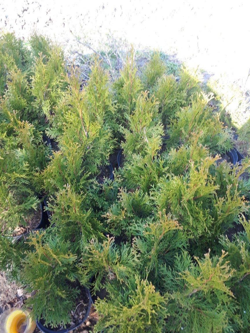 Thuja szmaragd w doniczkach