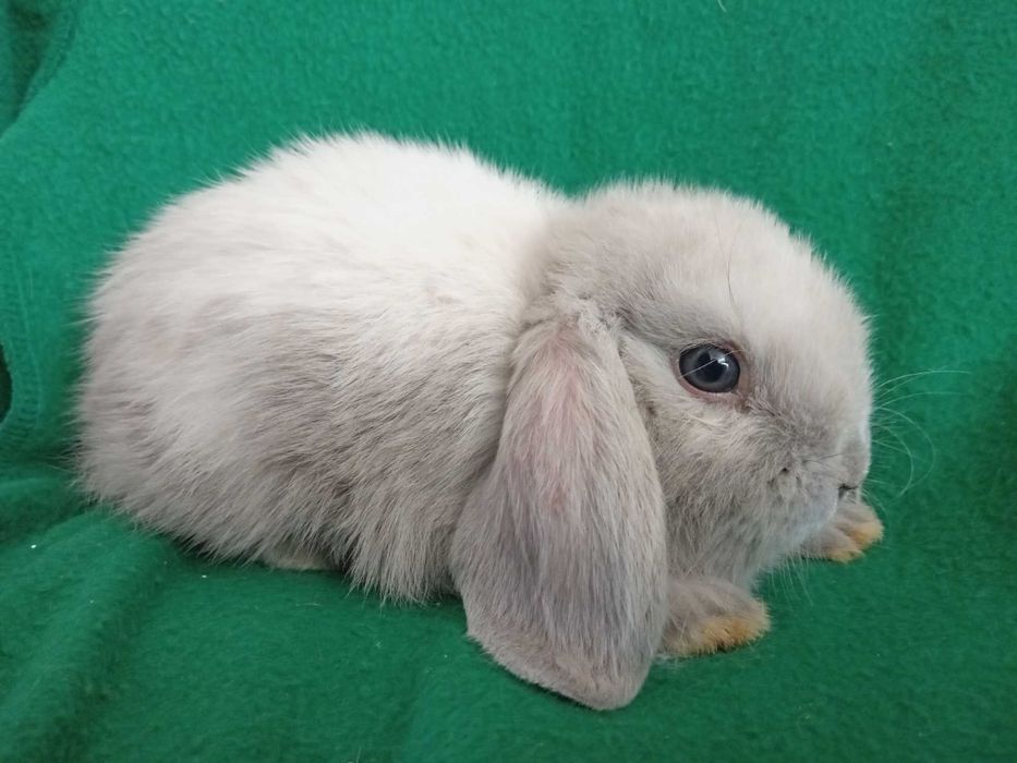 Królik miniaturka miniaturka mini lop