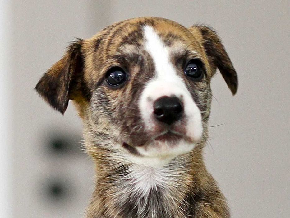 Suczka tygrysek whippet Jarzębina szuka odpowiedzialnego domu