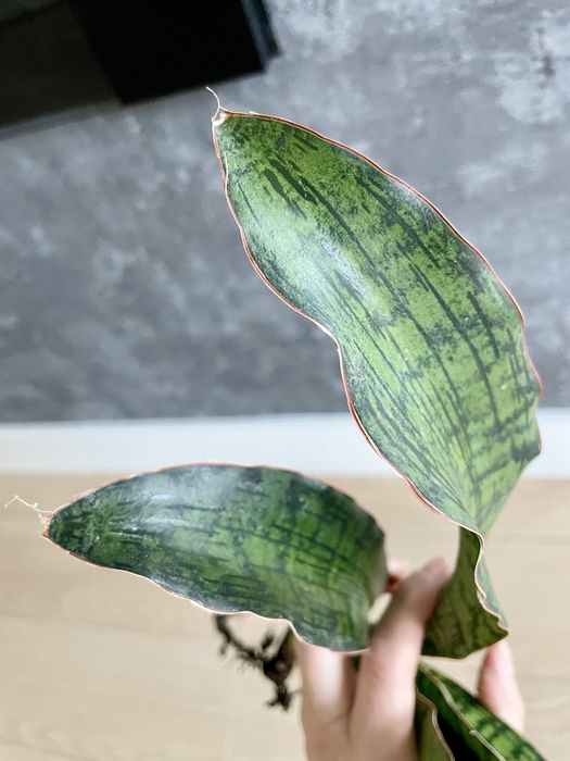 Sansevieria Cleopatra duża sansewieria