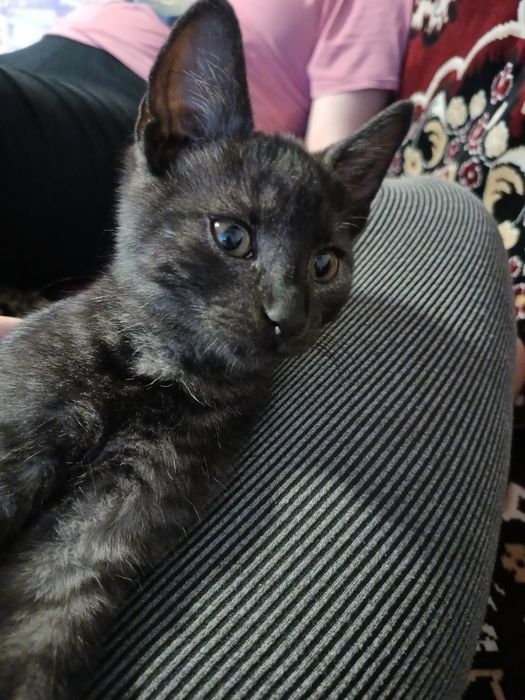 Oddam kotka w dobre ręce