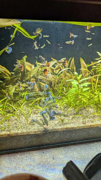 Gupik Dumbo Red Mosaic Samce i Samice