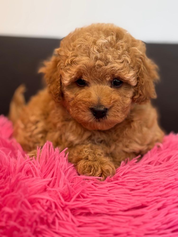 Cavapoo cavalier pudelek