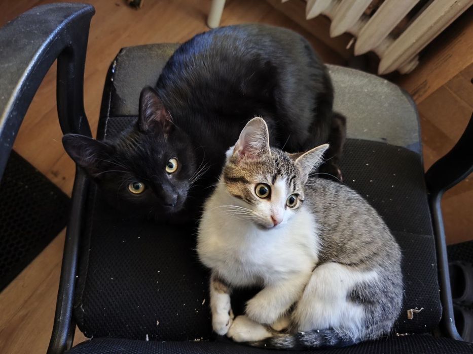 Oddam dwa koty za darmo