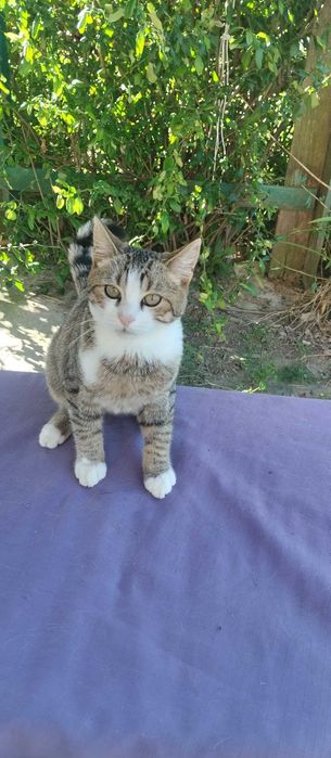 Котик шукає родину