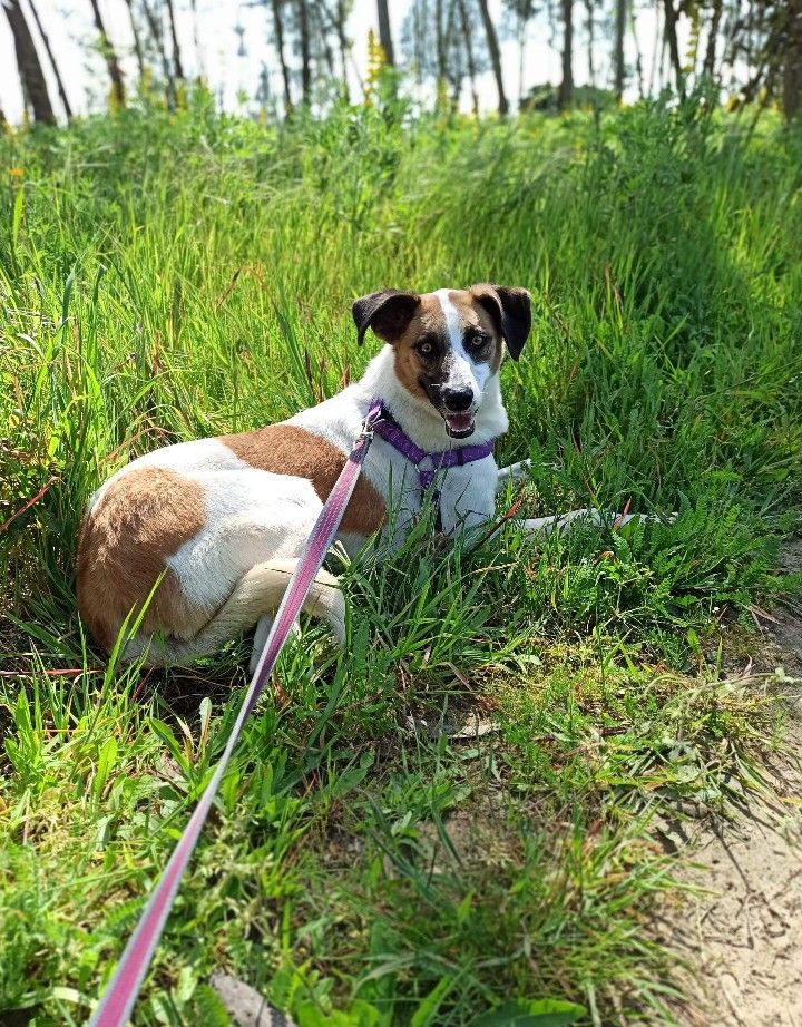 Flecha- cachorra de porte médio para adoção