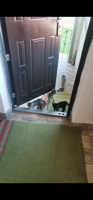Кошенята. Дві дівчинки і два хлопчика