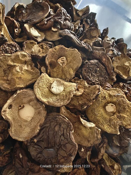 Grzyby suszone z tego roku
