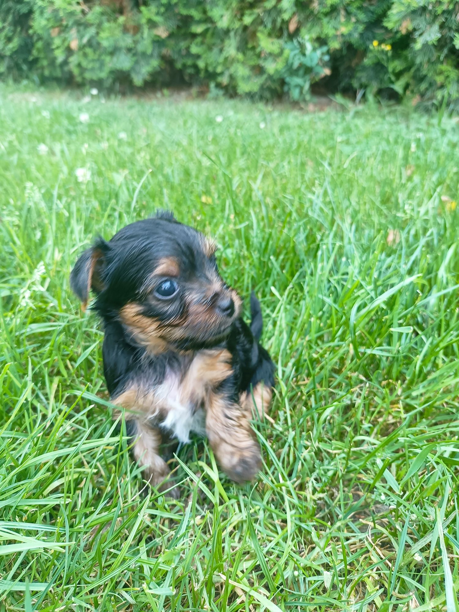 Yorkshire terrier