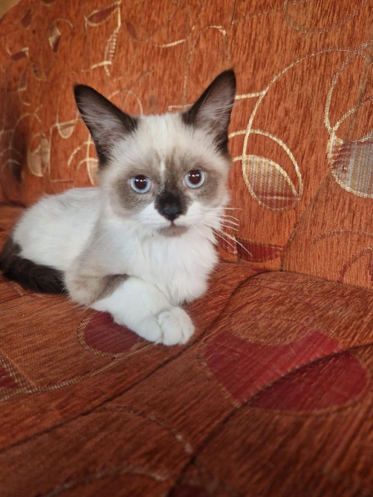 Ragdoll kocurek rag 4msc