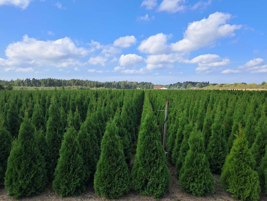 Tuja Szmaragd 160 cm, GAT 1 gęste, Gwarancja, Doradztwo, Dowóz