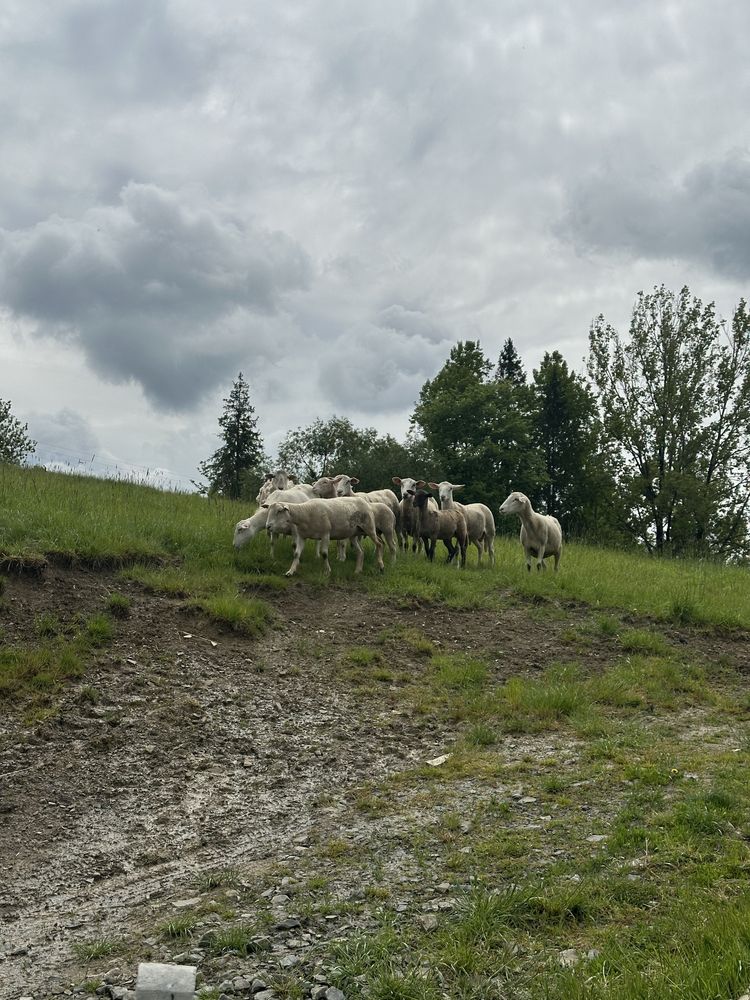Owce barany jagnięta nollany