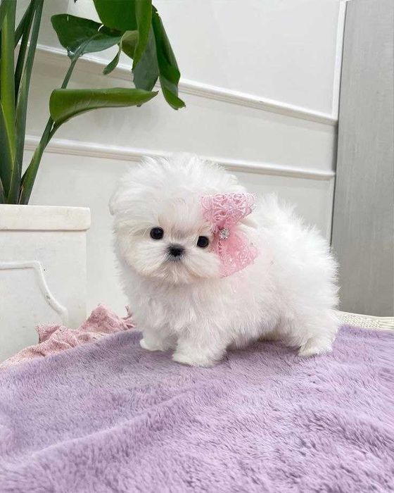 Міні дівчинка F1 хлопчик вік 3 місяці